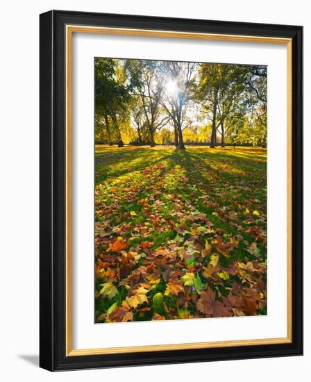 Hyde Park in Autumn, London, England, United Kingdom, Europe-Alan Copson-Framed Photographic Print