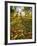 Hyde Park in Autumn, London, England, United Kingdom, Europe-Alan Copson-Framed Photographic Print