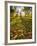 Hyde Park in Autumn, London, England, United Kingdom, Europe-Alan Copson-Framed Photographic Print