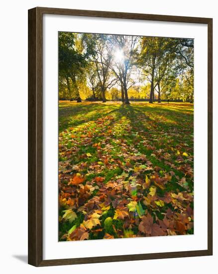 Hyde Park in Autumn, London, England, United Kingdom, Europe-Alan Copson-Framed Photographic Print