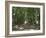 Hyde Park, Sydney, New South Wales, Australia, Pacific-Neale Clarke-Framed Photographic Print