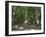 Hyde Park, Sydney, New South Wales, Australia, Pacific-Neale Clarke-Framed Photographic Print