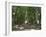 Hyde Park, Sydney, New South Wales, Australia, Pacific-Neale Clarke-Framed Photographic Print