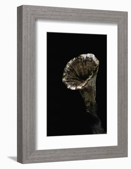 Hydnellum Concrescens (Zoned Tooth Fungus)-Paul Starosta-Framed Photographic Print