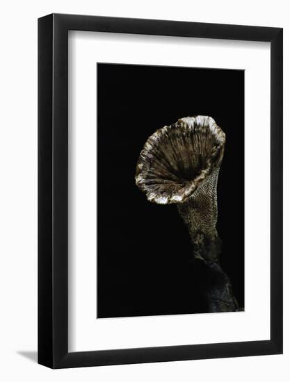 Hydnellum Concrescens (Zoned Tooth Fungus)-Paul Starosta-Framed Photographic Print