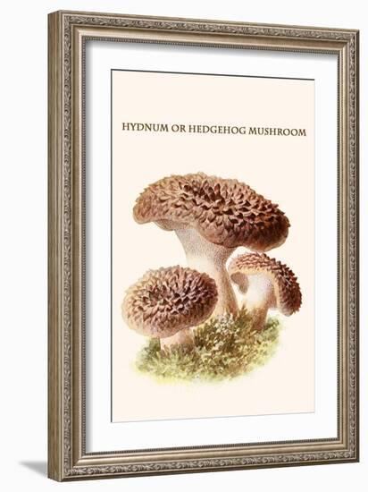 Hydnum or Hedgehog Mushroom-Edmund Michael-Framed Art Print