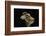 Hydnum Repandum (Hedgehog Mushroom, Sweet Tooth, Wood Hedgehog)-Paul Starosta-Framed Photographic Print