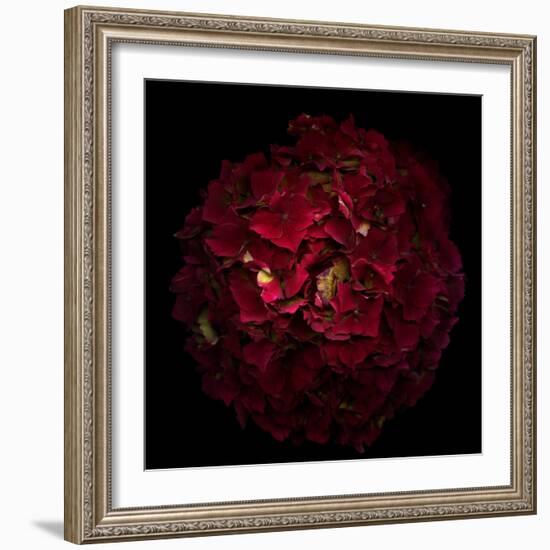 Hydrangea 1-Magda Indigo-Framed Photographic Print