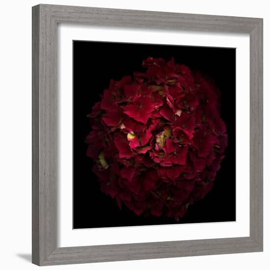 Hydrangea 1-Magda Indigo-Framed Photographic Print