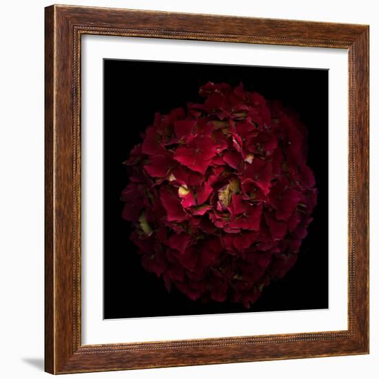 Hydrangea 1-Magda Indigo-Framed Photographic Print