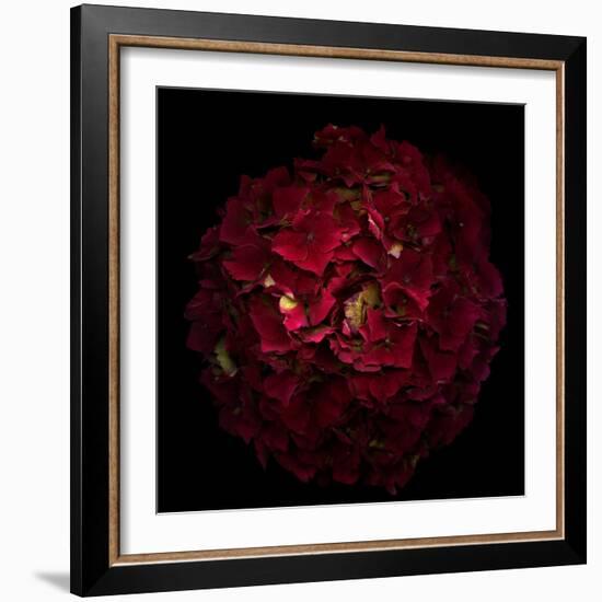 Hydrangea 1-Magda Indigo-Framed Photographic Print