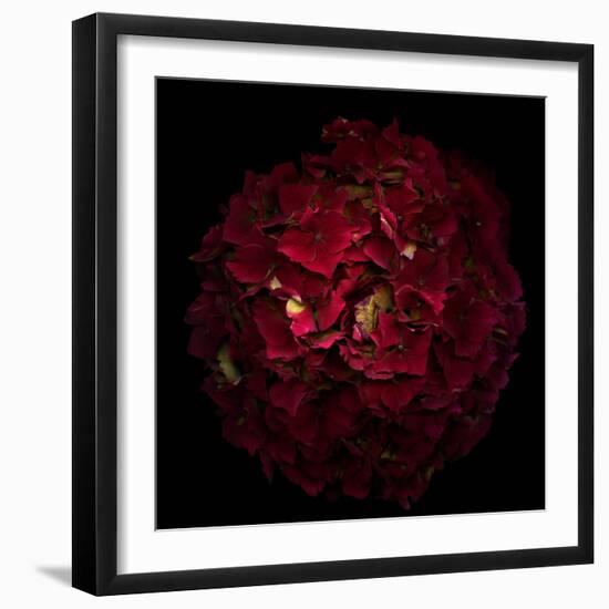 Hydrangea 1-Magda Indigo-Framed Photographic Print