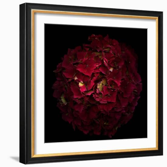 Hydrangea 1-Magda Indigo-Framed Photographic Print