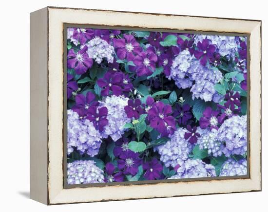 Hydrangea and Clematis, Issaquah, Washington, USA,-Darrell Gulin-Framed Premier Image Canvas