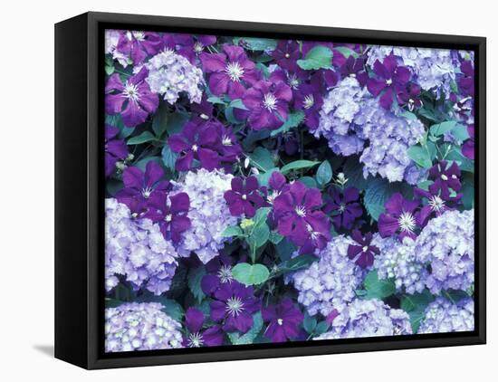 Hydrangea and Clematis, Issaquah, Washington, USA,-Darrell Gulin-Framed Premier Image Canvas