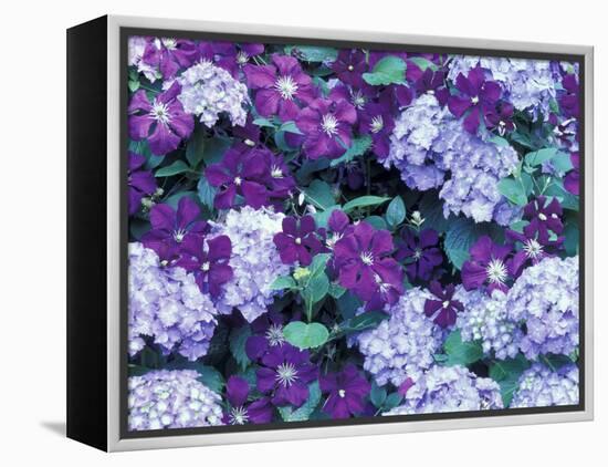 Hydrangea and Clematis, Issaquah, Washington, USA,-Darrell Gulin-Framed Premier Image Canvas