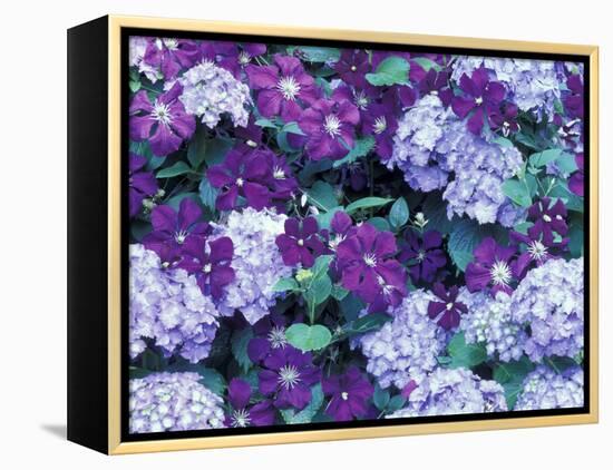 Hydrangea and Clematis, Issaquah, Washington, USA,-Darrell Gulin-Framed Premier Image Canvas