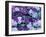 Hydrangea and Clematis, Issaquah, Washington, USA,-Darrell Gulin-Framed Photographic Print