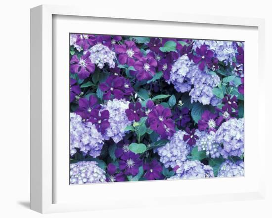 Hydrangea and Clematis, Issaquah, Washington, USA,-Darrell Gulin-Framed Photographic Print