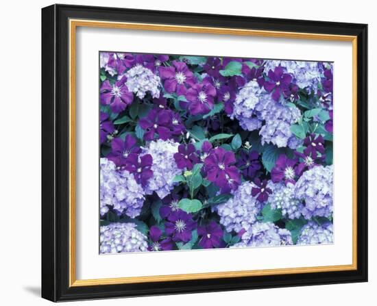 Hydrangea and Clematis, Issaquah, Washington, USA,-Darrell Gulin-Framed Photographic Print