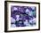 Hydrangea and Clematis, Issaquah, Washington, USA,-Darrell Gulin-Framed Photographic Print