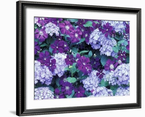 Hydrangea and Clematis, Issaquah, Washington, USA,-Darrell Gulin-Framed Photographic Print
