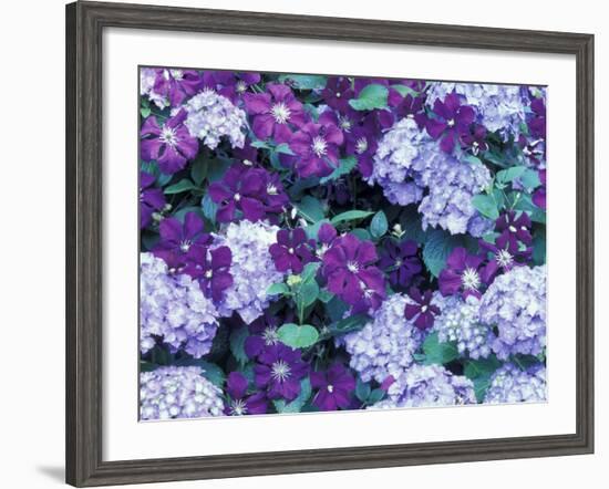 Hydrangea and Clematis, Issaquah, Washington, USA,-Darrell Gulin-Framed Photographic Print