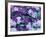 Hydrangea and Clematis, Issaquah, Washington, USA,-Darrell Gulin-Framed Photographic Print