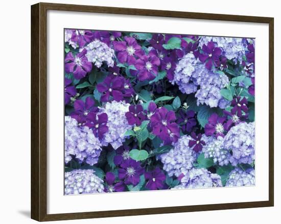 Hydrangea and Clematis, Issaquah, Washington, USA,-Darrell Gulin-Framed Photographic Print