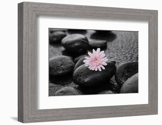 Hydrangea and Wet Stones-crystalfoto-Framed Photographic Print