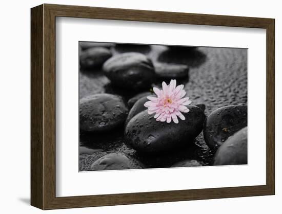 Hydrangea and Wet Stones-crystalfoto-Framed Photographic Print