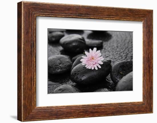 Hydrangea and Wet Stones-crystalfoto-Framed Photographic Print