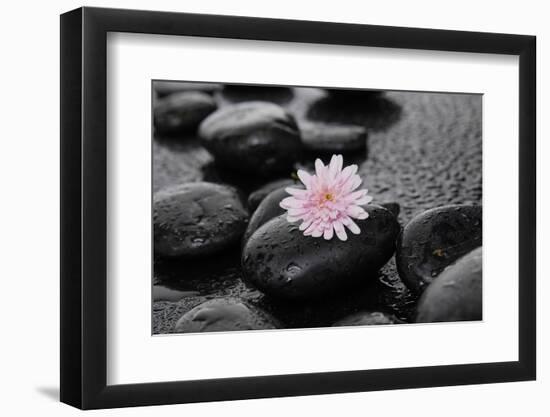Hydrangea and Wet Stones-crystalfoto-Framed Photographic Print