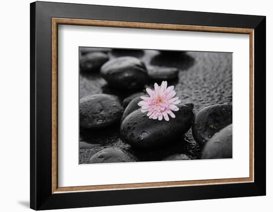 Hydrangea and Wet Stones-crystalfoto-Framed Photographic Print