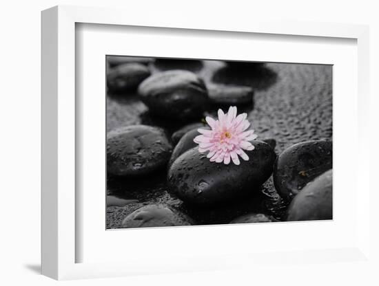 Hydrangea and Wet Stones-crystalfoto-Framed Photographic Print