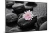 Hydrangea and Wet Stones-crystalfoto-Mounted Photographic Print