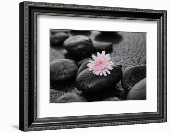 Hydrangea and Wet Stones-crystalfoto-Framed Photographic Print