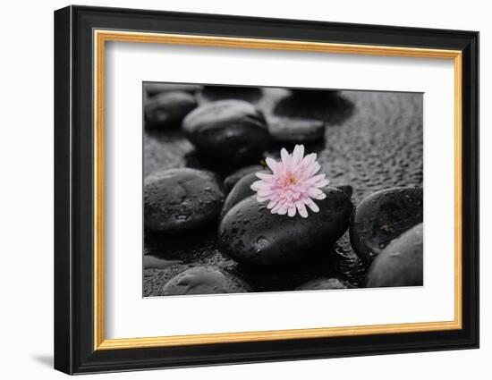 Hydrangea and Wet Stones-crystalfoto-Framed Photographic Print