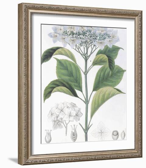 Hydrangea Belizonii-The Vintage Collection-Framed Premium Giclee Print