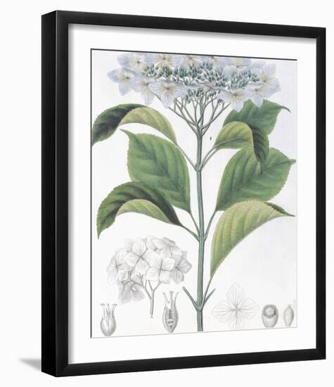 Hydrangea Belizonii-The Vintage Collection-Framed Premium Giclee Print