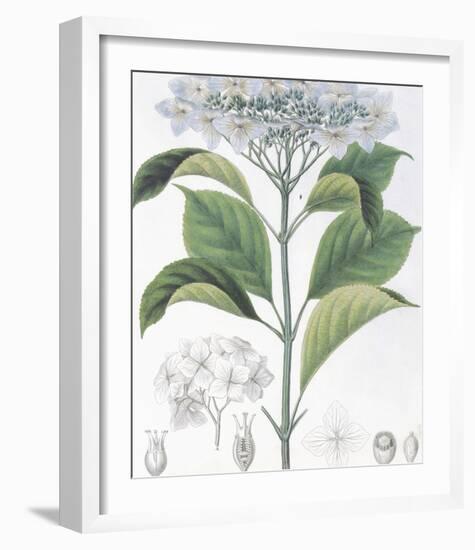 Hydrangea Belizonii-The Vintage Collection-Framed Premium Giclee Print