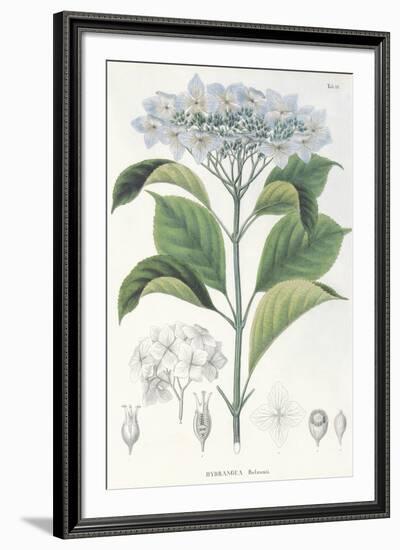 Hydrangea Belizonii-The Vintage Collection-Framed Giclee Print