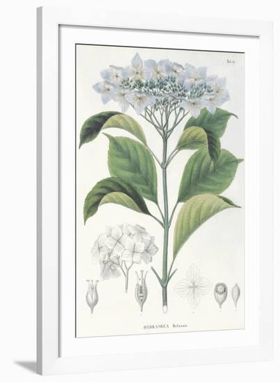 Hydrangea Belizonii-The Vintage Collection-Framed Giclee Print