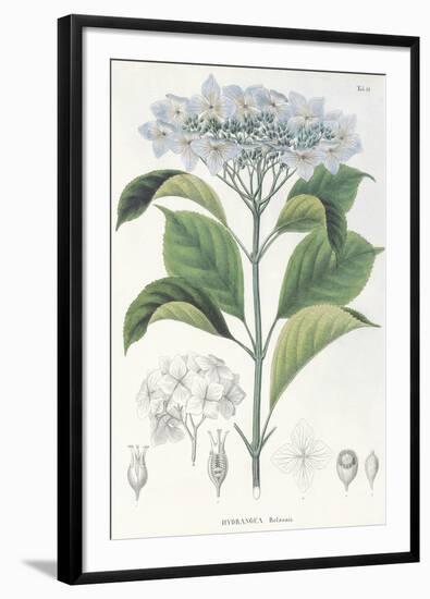 Hydrangea Belizonii-The Vintage Collection-Framed Giclee Print