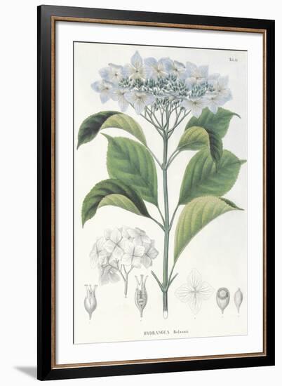 Hydrangea Belizonii-The Vintage Collection-Framed Giclee Print