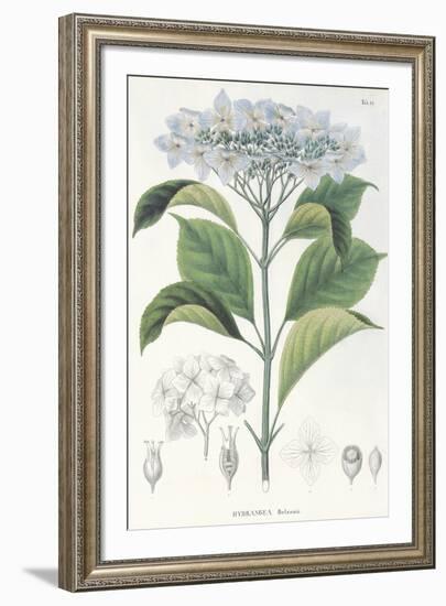 Hydrangea Belizonii-The Vintage Collection-Framed Giclee Print