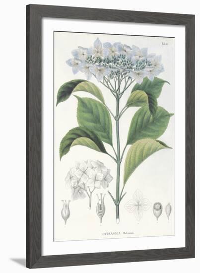 Hydrangea Belizonii-The Vintage Collection-Framed Giclee Print