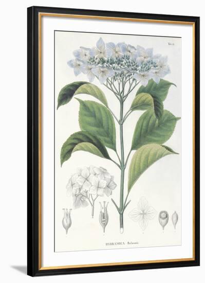 Hydrangea Belizonii-The Vintage Collection-Framed Giclee Print