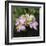 Hydrangea Bloom-Pete Kelly-Framed Giclee Print