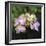 Hydrangea Bloom-Pete Kelly-Framed Giclee Print